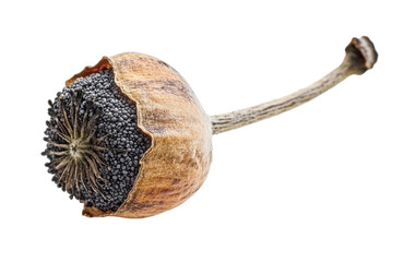 Organic Poppy Seeds Isolated