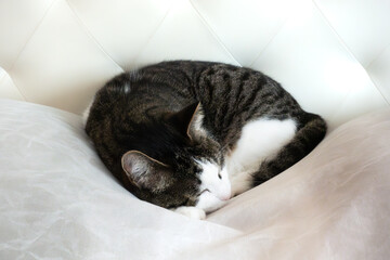 Cute tabby cat sleeping on white pillows and taking a nap in comfortable soft bed 