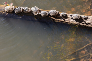 Aquatic turtles bask on log in lake