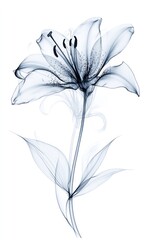 X-ray style image of a single, elegant lily flower with leaves and stem on a white background.