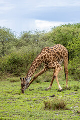 Naklejka premium Masai Giraffe drinking water in a rain pool in wet grassland during rainy season in Serengeti in Tanzania, East Africa