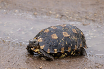 Leopard tortois (Stigmochelys pardalis) crossing the road during rainy season In Serengeti in Tanzania, East Africa
