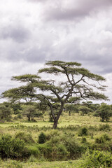 Vertical landscape with beautiful shaped Aacacia tree in front of clouded sky during rainy season in Serengeti in Tanzania, East Africa