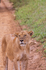 Female lion with lots of mosquitoes on his snout walking along the road scanning the savannah envirionment in Serengeti in Tanzania, East Africa