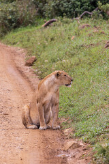 Female lion with lots of mosquitoes on his snout sitting along the road scanning the savannah envirionment in Serengeti in Tanzania, East Africa
