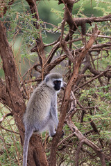 Vervet monkey (Chlorocebus pygerythrus) in tree In Serengeti in Tanzania, East Africa
