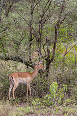 Female Grant Gazelle (Nanger granti) looking for food in woodland in Serengeti in Tanzania, East Africa