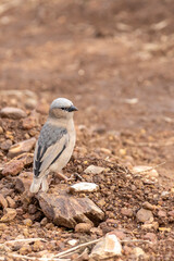 Grey-capped social weaver (Pseudonigrita arnaudi) in Serengeti in Tanzania, East Africa