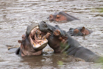 Hippo (Hippopotamus) fighting in Retima hippo pool in the center of Serengeti in Tanzania, East Africa