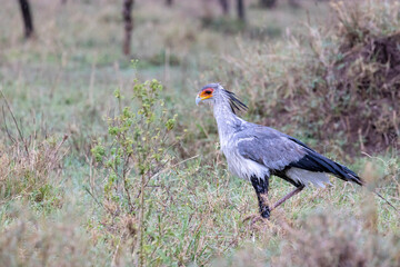 Secretarybird (Sagittarius serpentarius) walking in savannah in Serengeti in Tanzania, East Africa