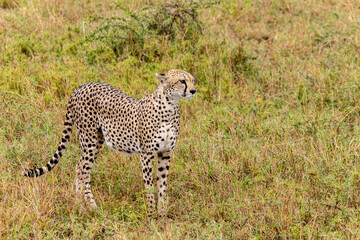 Cheetah (Acinonyx jubatus) scanning the environment in Serengeti in Tanzania, East Africa