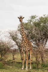 Masai Giraffe between trees i in Serengeti in Tanzania, East Africa