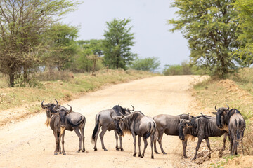 Fototapeta premium Wildebeest crossing the road during great migration in Serengeti in Tanzania, East Africa