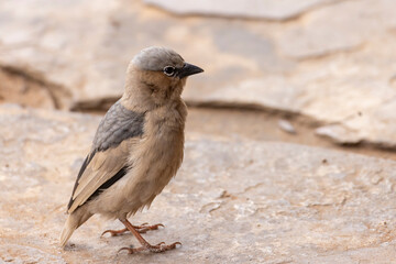 Grey-capped social weaver (Pseudonigrita arnaudi) in Serengeti in Tanzania, East Africa