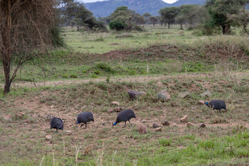Helmeted Guineafowl (Numida meleagris) lokking for food in grassland in Serengeti in Tanzania East Africa