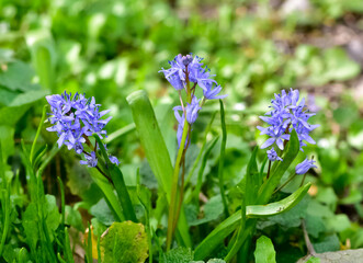 images of wild plants and flowers. forest hyacinth photos.