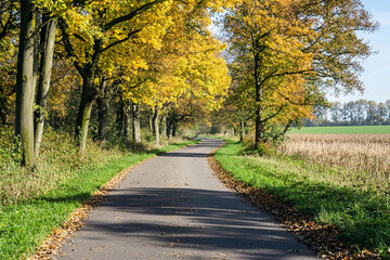 Obraz premium Golden autumn path in the Netherlands