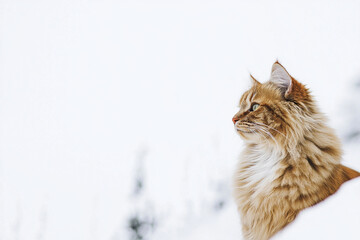 Red cat gazing thoughtfully on a white background