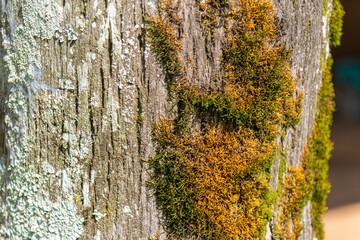 Bryophyta on a tree trunk of Syagrus romanzoffiana.