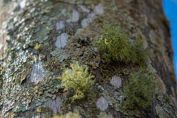 Bryophyta on a tree trunk of Syagrus romanzoffiana.