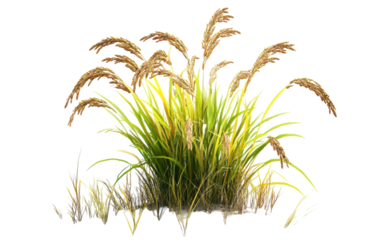 Rice plant growing in a flooded paddy field
