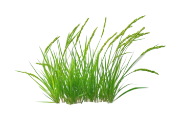 Rice field with rows of healthy, green rice plants