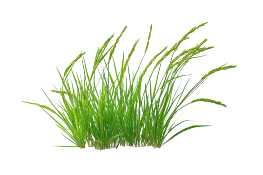 Rice field with rows of healthy, green rice plants