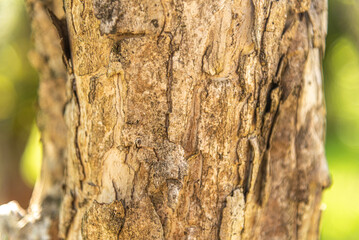 Eugenia uniflora L tree trunk