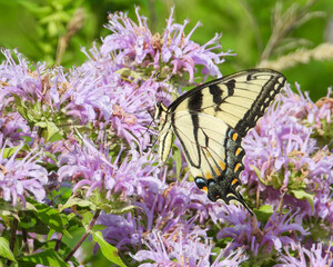 Eastern Tiger Swallowtail - Yellow Butterfly - Papilio glaucus - Flying Insect