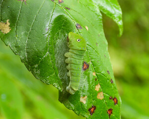 Tiger Swallowtail Butterfly Caterpillar - Papilio glaucus - Green Larva 