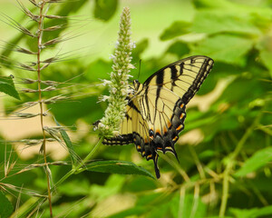Eastern Tiger Swallowtail - Yellow Butterfly - Papilio glaucus - Flying Insect