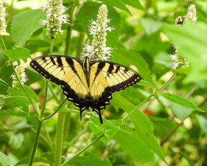 Eastern Tiger Swallowtail - Yellow Butterfly - Papilio glaucus - Flying Insect