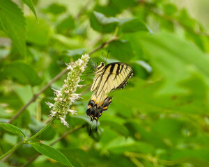 Eastern Tiger Swallowtail - Yellow Butterfly - Papilio glaucus - Flying Insect