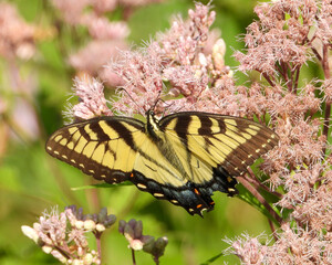 Eastern Tiger Swallowtail - Yellow Butterfly - Papilio glaucus - Flying Insect