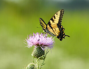 Eastern Tiger Swallowtail - Yellow Butterfly - Papilio glaucus - Flying Insect