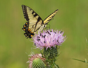 Eastern Tiger Swallowtail - Yellow Butterfly - Papilio glaucus - Flying Insect