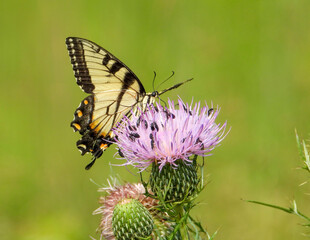 Eastern Tiger Swallowtail - Yellow Butterfly - Papilio glaucus - Flying Insect
