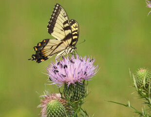 Eastern Tiger Swallowtail - Yellow Butterfly - Papilio glaucus - Flying Insect