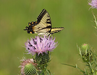 Eastern Tiger Swallowtail - Yellow Butterfly - Papilio glaucus - Flying Insect