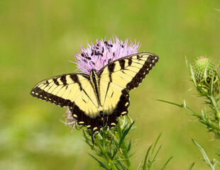 Eastern Tiger Swallowtail - Yellow Butterfly - Papilio glaucus - Flying Insect