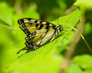 Eastern Tiger Swallowtail - Yellow Butterfly - Papilio glaucus - Flying Insect
