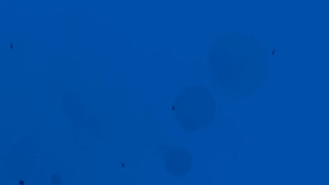 Dust, circles, bokeh effect randomly moving in different directions on a cornflower blue color background, abstraction.