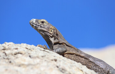 A spiny-tailed iguana (Ctenosaura). The white crust around its nostrils is salt excreted from nasal glands. Some desert reptiles use nasal glands to excrete excess salts from the plants that they eat.
