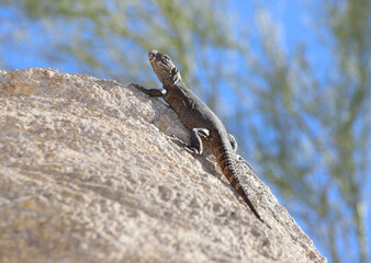 A spiny-tailed iguana (Ctenosaura) lizard perches on a rock with blue sky and tree leaves behind it. 