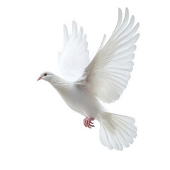 Fototapeta premium graceful white dove in mid-flight. showcasing its elegant wings and serene posture against a plain background this representation often symbolizes peace. hope. and freedom