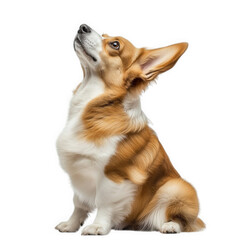 Obraz premium corgi dog sitting gracefully. looking upwards with an inquisitive expression its fur is a mix of tan and white. showcasing the breed's distinctive features. including large ears and a fluffy coat. aga