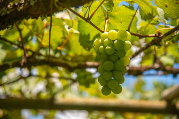 Vitis vinifera table fruits in a vineyard