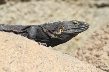 Profile of the head of a black, spiny-tailed iguana (Ctenosaura) resting on light-colored rocks in the sun. 
