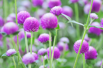 Globe Amaranth Field