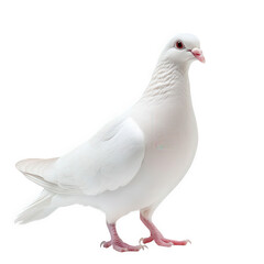 Obraz premium a white pigeon standing gracefully against a plain background the bird displays a smooth. pristine plumage and a gentle demeanor. emphasizing its elegance and beauty in a simple yet striking compositi